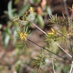 Persoonia linearis at Moruya, NSW - 4 Jul 2020