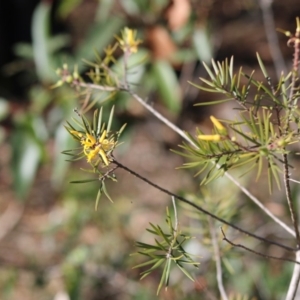 Persoonia linearis at Moruya, NSW - suppressed