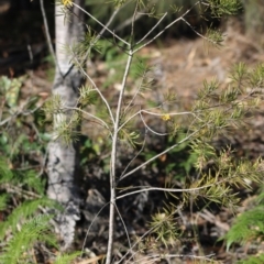 Persoonia linearis at Moruya, NSW - 4 Jul 2020