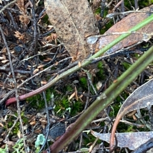 Thelymitra sp. at Burra, NSW - suppressed