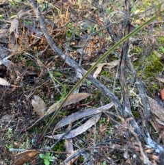 Thelymitra sp. at Burra, NSW - suppressed