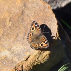 Junonia villida (Meadow Argus) at WI Private Property - 5 May 2020 by wendie