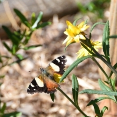 Vanessa itea (Yellow Admiral) at Termeil, NSW - 5 May 2020 by wendie