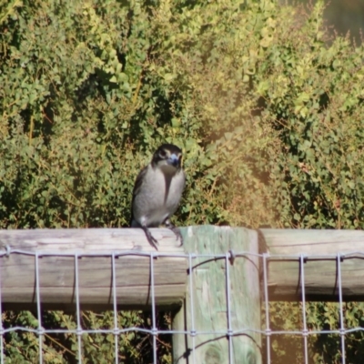 Cracticus torquatus (Grey Butcherbird) at Broulee Moruya Nature Observation Area - 4 Jul 2020 by LisaH