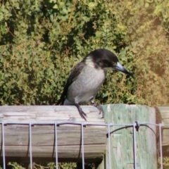 Cracticus torquatus at Moruya, NSW - 4 Jul 2020 01:55 PM