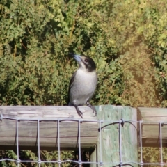 Cracticus torquatus at Moruya, NSW - 4 Jul 2020 01:55 PM