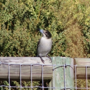 Cracticus torquatus at Moruya, NSW - 4 Jul 2020 01:55 PM