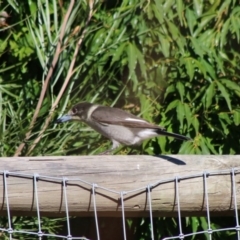 Cracticus torquatus at Moruya, NSW - 4 Jul 2020 01:55 PM