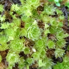 Rosulabryum sp. (A moss) at Murrumbateman Grassy Woodland - 20 Jun 2020 by JanetRussell
