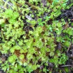 Rosulabryum sp. at Murrumbateman, NSW - 20 Jun 2020 03:58 PM