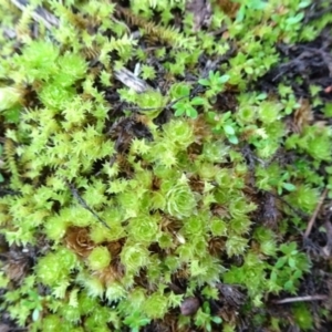 Rosulabryum sp. at Murrumbateman, NSW - 20 Jun 2020