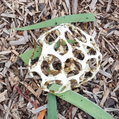 Ileodictyon gracile (Smooth Cage) at Yass, NSW - 4 Jul 2020 by brunonia