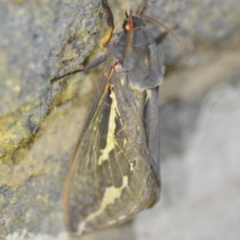 Abantiades atripalpis (Bardee grub/moth, Rain Moth) at Wamboin, NSW - 28 Apr 2020 by natureguy