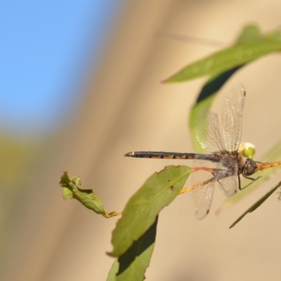 Hemicordulia tau (Tau Emerald) at Wamboin, NSW - 3 May 2020 by natureguy