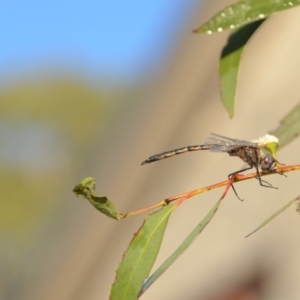 Hemicordulia tau at Wamboin, NSW - 3 May 2020 12:37 PM