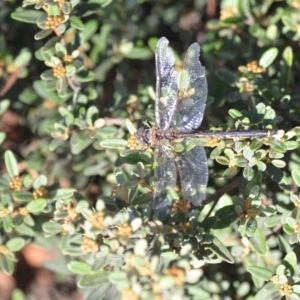 Hemicordulia tau at Wamboin, NSW - 3 May 2020