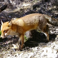 Vulpes vulpes (Red Fox) at Rob Roy Range - 4 Jul 2020 by ChrisHolder