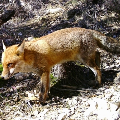 Vulpes vulpes (Red Fox) at Tuggeranong DC, ACT - 4 Jul 2020 by ChrisHolder