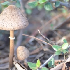 Macrolepiota clelandii (Macrolepiota clelandii) at Wamboin, NSW - 3 May 2020 by natureguy