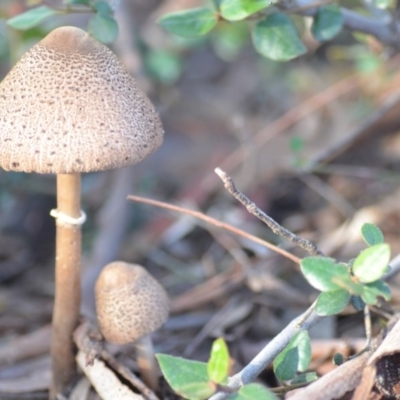 Macrolepiota clelandii (Macrolepiota clelandii) at Wamboin, NSW - 3 May 2020 by natureguy