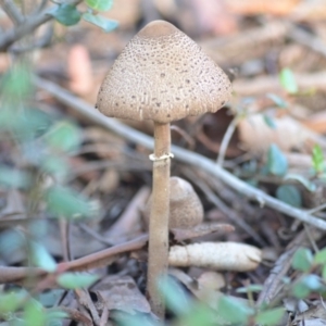 Macrolepiota clelandii at Wamboin, NSW - 3 May 2020 07:19 PM