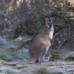 Notamacropus rufogriseus (Red-necked Wallaby) at Cotter River, ACT - 4 Jul 2020 by RichForshaw