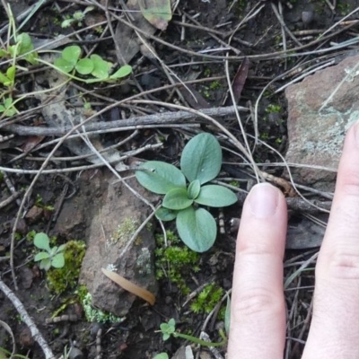 Pterostylidinae (greenhood alliance) (A Greenhood) at Mount Majura - 4 Jul 2020 by WalterEgo