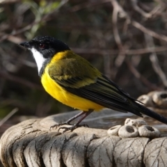 Pachycephala pectoralis (Golden Whistler) at Black Range, NSW - 27 Jun 2020 by AndrewMcCutcheon