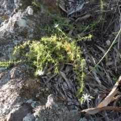 Stellaria pungens (Prickly Starwort) at Mount Majura - 4 Jul 2020 by WalterEgo