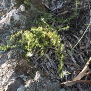 Stellaria pungens at Hackett, ACT - 4 Jul 2020 03:07 PM