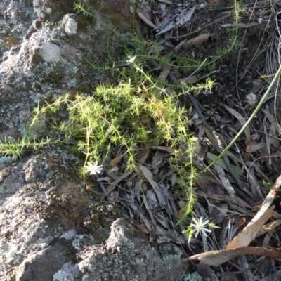 Stellaria pungens (Prickly Starwort) at Hackett, ACT - 4 Jul 2020 by WalterEgo