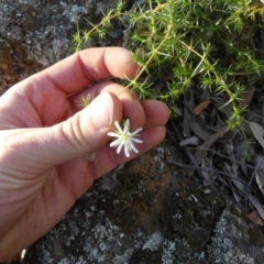 Stellaria pungens at Hackett, ACT - 4 Jul 2020