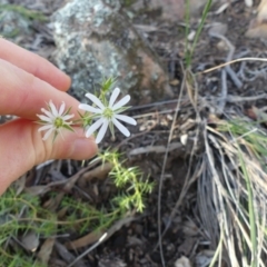 Stellaria pungens at Hackett, ACT - 4 Jul 2020