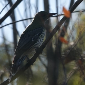 Oriolus sagittatus at Black Range, NSW - 29 Jun 2020