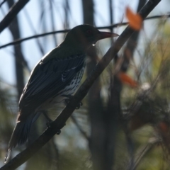 Oriolus sagittatus at Black Range, NSW - 29 Jun 2020