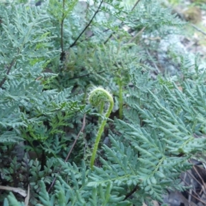 Cheilanthes austrotenuifolia at Hackett, ACT - 4 Jul 2020