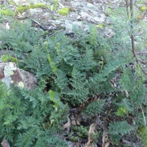 Cheilanthes austrotenuifolia at Hackett, ACT - 4 Jul 2020