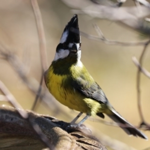 Falcunculus frontatus at Black Range, NSW - 27 Jun 2020 12:25 PM