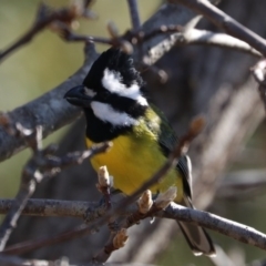 Falcunculus frontatus at Black Range, NSW - 27 Jun 2020 12:25 PM
