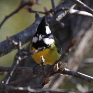 Falcunculus frontatus at Black Range, NSW - 27 Jun 2020 12:25 PM