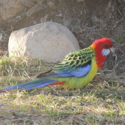 Platycercus eximius (Eastern Rosella) at Gordon, ACT - 28 Jun 2020 by MichaelBedingfield
