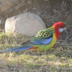 Platycercus eximius (Eastern Rosella) at Lanyon - northern section - 27 Jun 2020 by michaelb