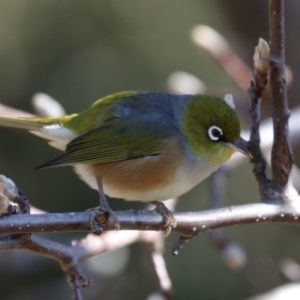 Zosterops lateralis at Black Range, NSW - 27 Jun 2020