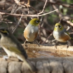 Zosterops lateralis at Black Range, NSW - 27 Jun 2020 02:19 PM