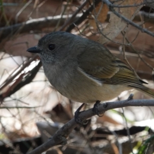 Pachycephala olivacea at Black Range, NSW - suppressed