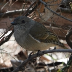 Pachycephala olivacea at Black Range, NSW - suppressed