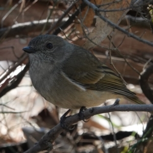 Pachycephala olivacea at Black Range, NSW - 29 Jun 2020