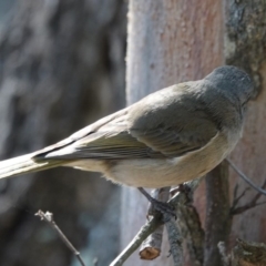 Pachycephala olivacea at Black Range, NSW - 29 Jun 2020