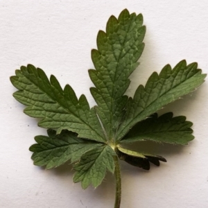 Potentilla recta at Garran, ACT - 4 Jul 2020