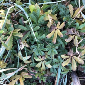 Potentilla recta at Garran, ACT - 4 Jul 2020